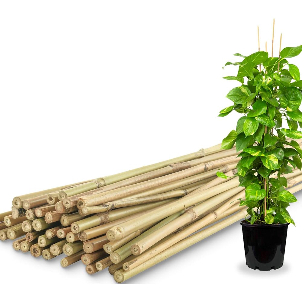 Plant Support Stake - 50 Paket Penyangga Tanaman Bambu untuk