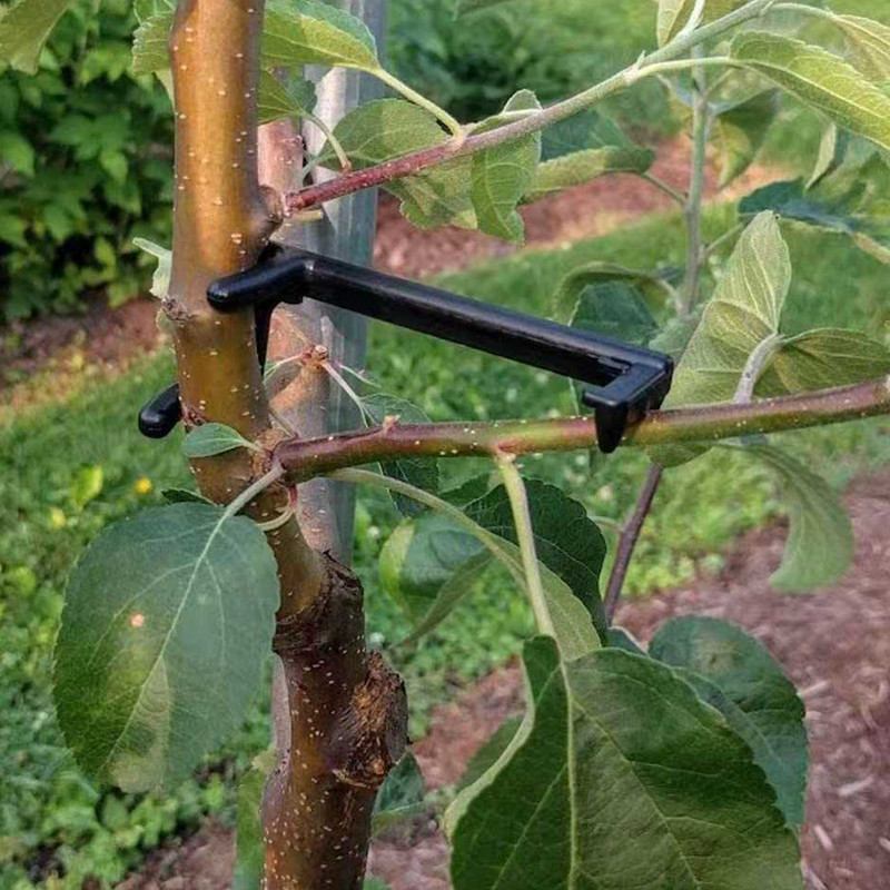 Root Watering Spike - Pohon buah penarik cabang tanaman merambat