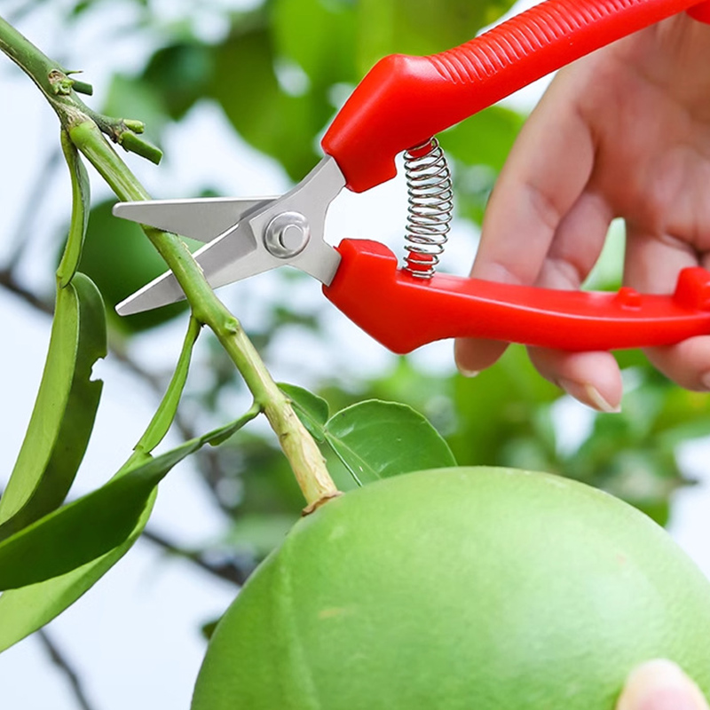 Gunting Satu Tangan, Gunting P - Gardening Tools Sharp ulasan dan harga