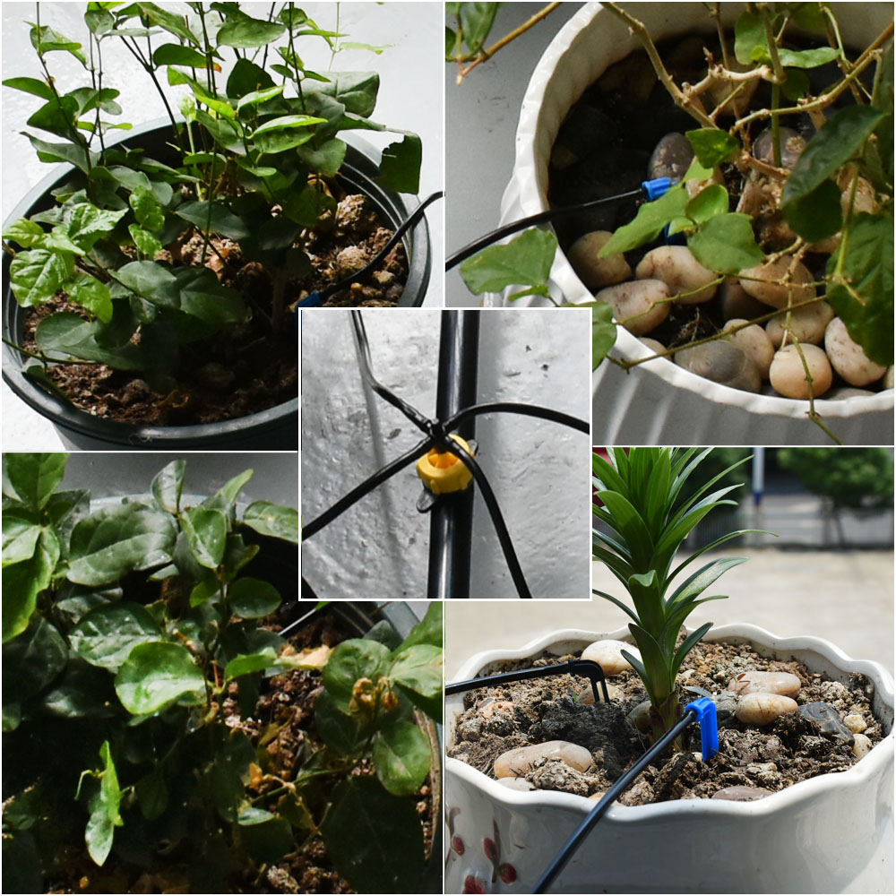 Rumah Kaca Pot Melengkung Pana - Root Watering Spike ulasan dan harga