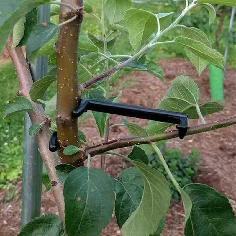 Pohon buah penarik cabang tana - Root Watering Spike ulasan dan harga
