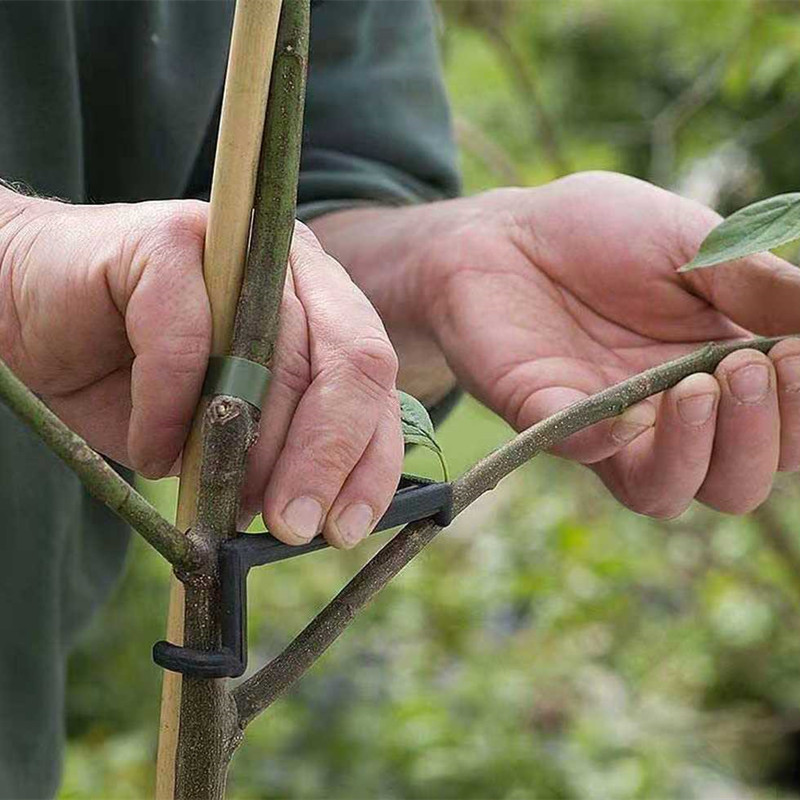 Pohon buah penarik cabang tana - Root Watering Spike ulasan dan harga